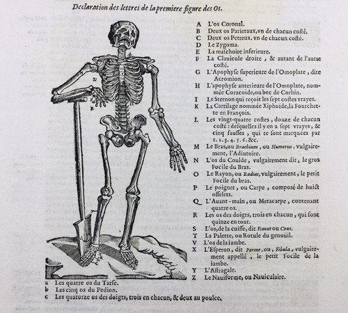 Anatomie 1614 squelette - anatomie,