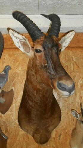 Trophée taxidermie - ,
