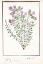 Kratzdisteln Plume Thistles