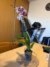 tapis de course reebook