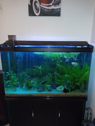 Aquarium avec meuble 340 - aquarium,