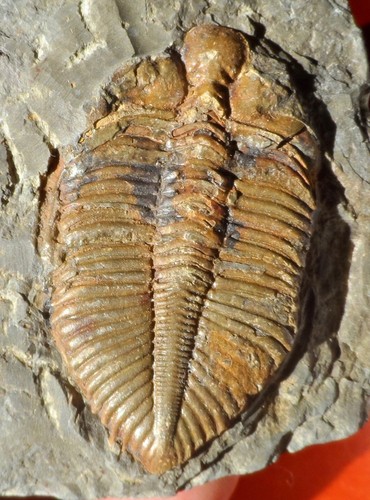 Trilobite silurien chine - de,