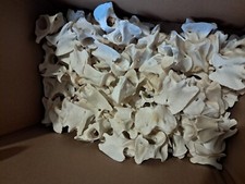 Vertèbres de chevreuil Européen ( pour 5 unités)