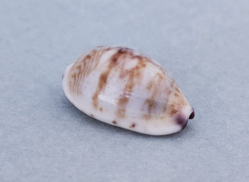 Cypraea fimbriata