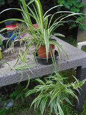 CHLOROPHYTUM,TROIS POTS