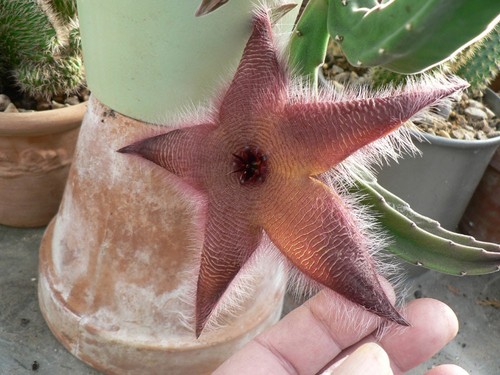 Plant cactus stapelia - ,