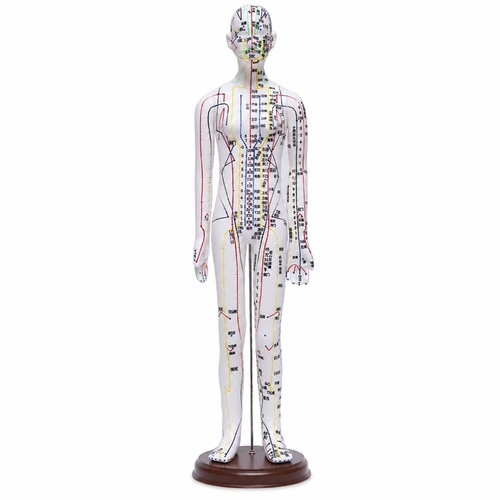 Mannequin acupuncture avec - mannequin,