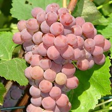 Plant de raisin Einset