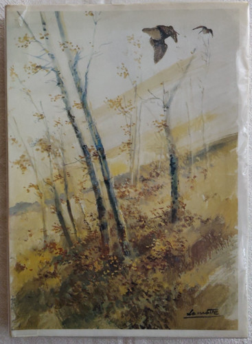 Chasse bécasse vii - bÉcasse,