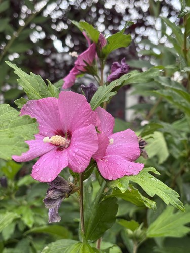 Boutures hibiscus vivace - hibiscus,