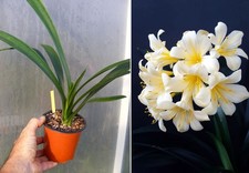 Clivia miniata citrina