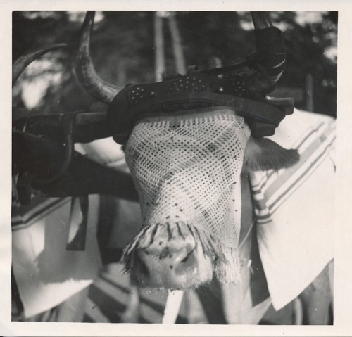 Landes 1935 attelage - c.,