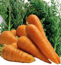 Carotte géante de tilques 100 Graines