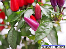 20 Graines de piment "Bolivian Rainbow Pepper Heat"