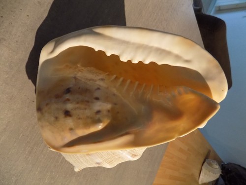 Coquillage new cassidae - coquillage,