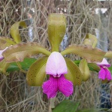 Cattleya guttata semi-alba