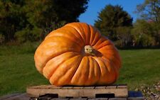 Atlantic Giant Pumpkin - WORLD RECORD - 5+ seeds - Graines - Graines - C 085