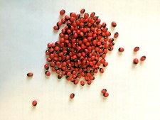 400 graines de abrus precatorius à planter ou percer bio sans OGM ni hybridation