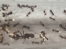 Reine fourmis messor barbarus - colonie avec environ 30 ouvrières