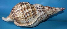 SEA SHELL  - RANELLIDAE  -