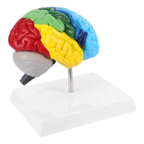 Modèle cerveau humain - modèle, de