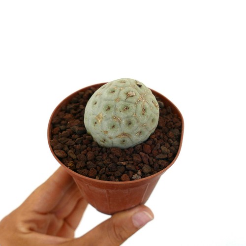 Tephrocactus geometricus one - tephrocactus,