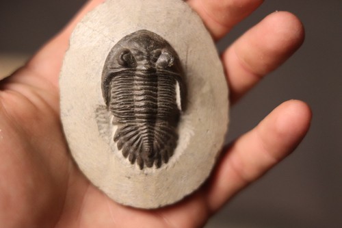 Hollardops trilobite fossil - trilobite,