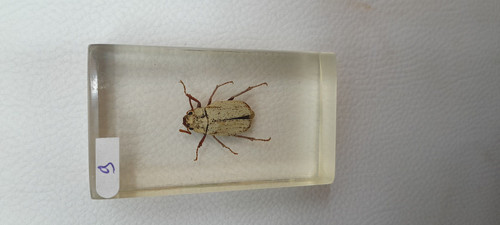 Résine inclusion insectes