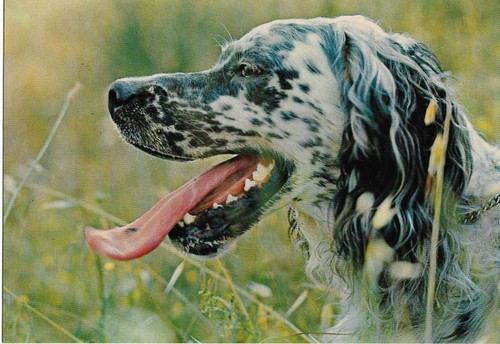 Carte postale chien épagneul - postale,