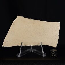 Coquille d'œuf Aepyornis