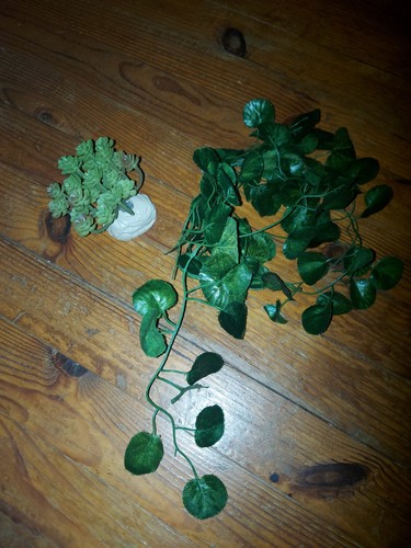 Lot décorations terrarium - lot,