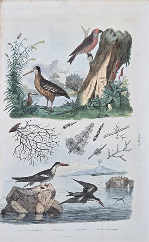 Gravure aquarellée xixe - aquarellée,