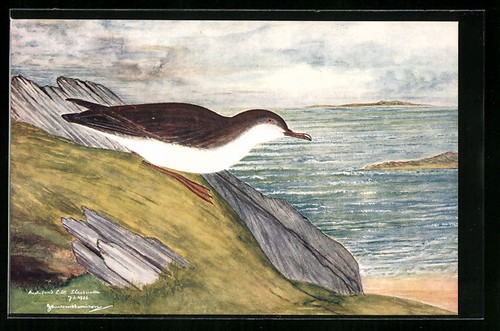 Carte postale audubon - carte, little