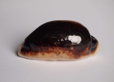 Cypraea eglantina niger