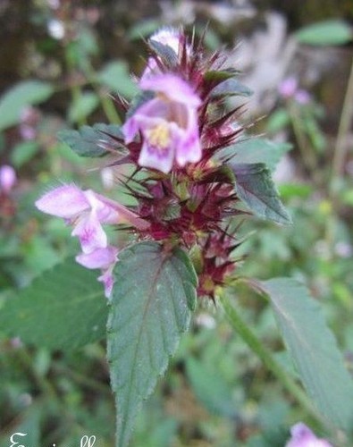 Lycopode ou marrube - lycopode,