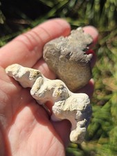 Huge Ammonite & Baculites Cast