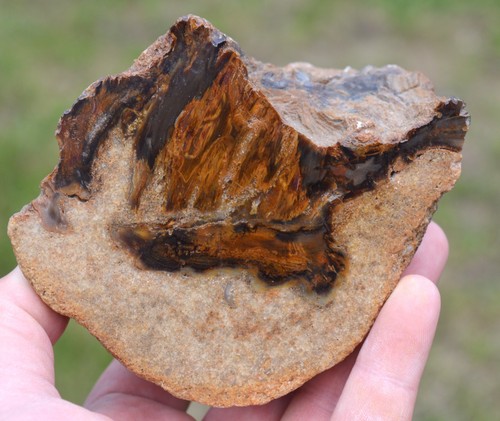Bois fossile araucaria 880 - bois,