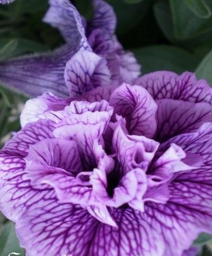 Surfinia pétunia double - ♫,