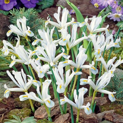 Bulbes iris fleurs - bulbes, d'iris