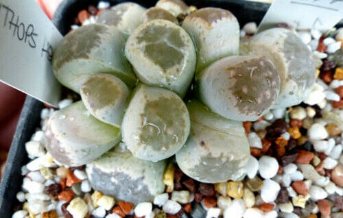Graines lithops - 10, de