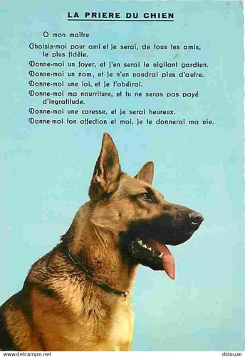 Carte postale animaux - carte,