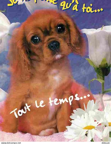 Carte postale animaux - carte,