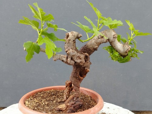 Pré bonsaï ficus charge - de,