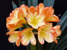 Clivia N°70 Tango F1 X