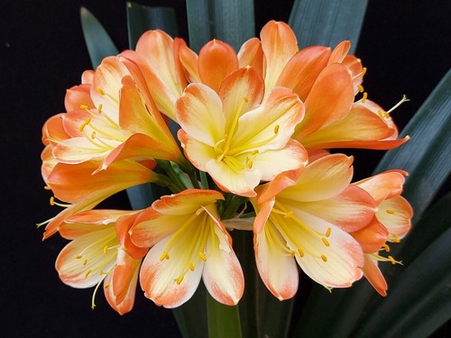 Clivia tango f1 - n°70,