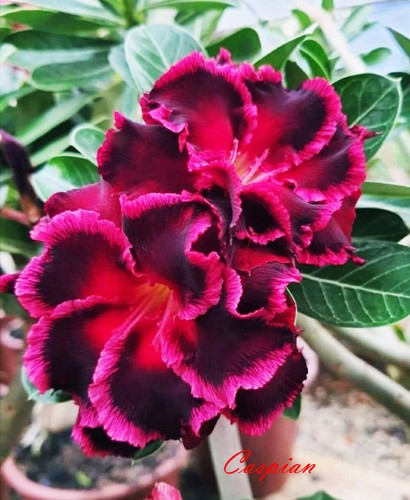 Adenium obesum desert - adenium,