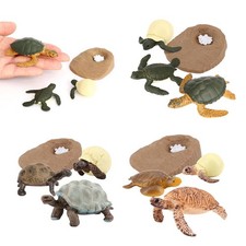 Cycle de Vie de Tortue D'animal Marin de Simulation Jouets D'apprentissage pour