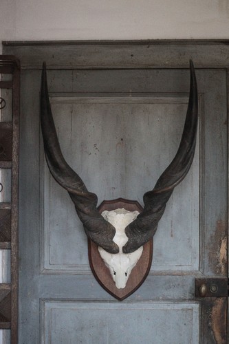 Trophée corne antilope - trophée, d'antilope