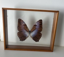 Collection entomologie Lépidoptère Papillon morpho Cisseis Brésil Butterfly Déco