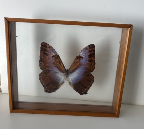 Collection entomologie